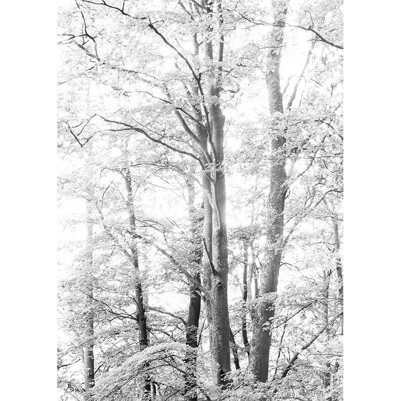 Bosque de Alsacia II